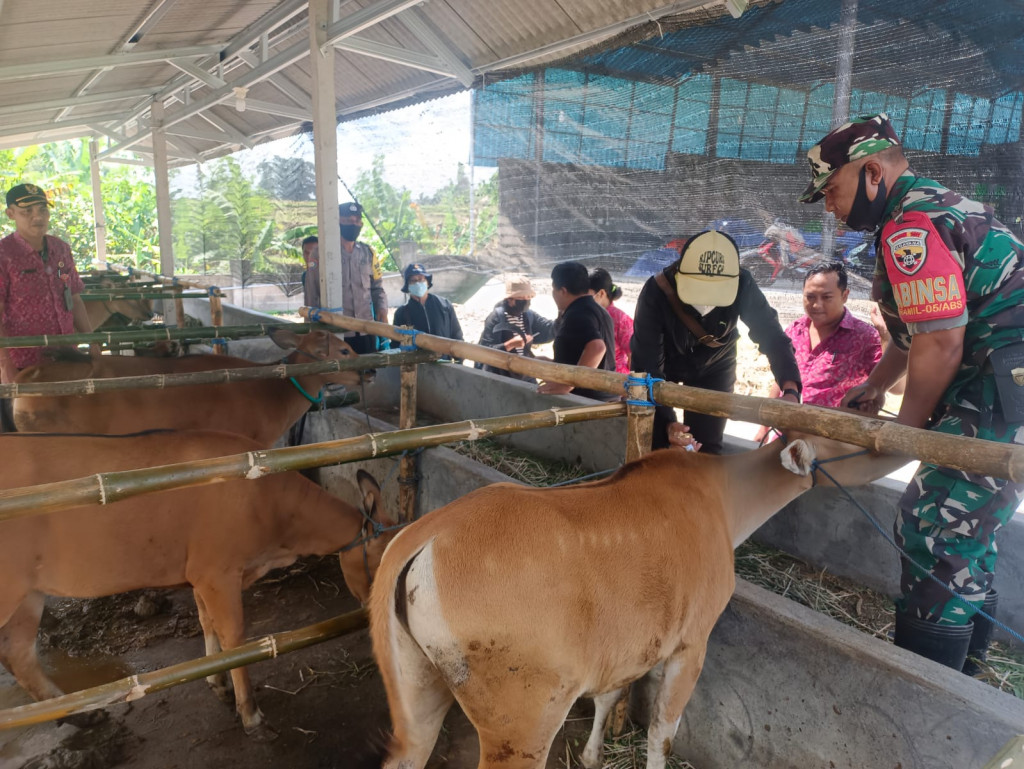 Mengantisipasi penyebaran PMK (Penyakit Pulut dan Kuku) Puskeswan Petang memberikan suntik vitamin dan obat cacing untuk kegiatan ketahanan pangan Desa Jagapati